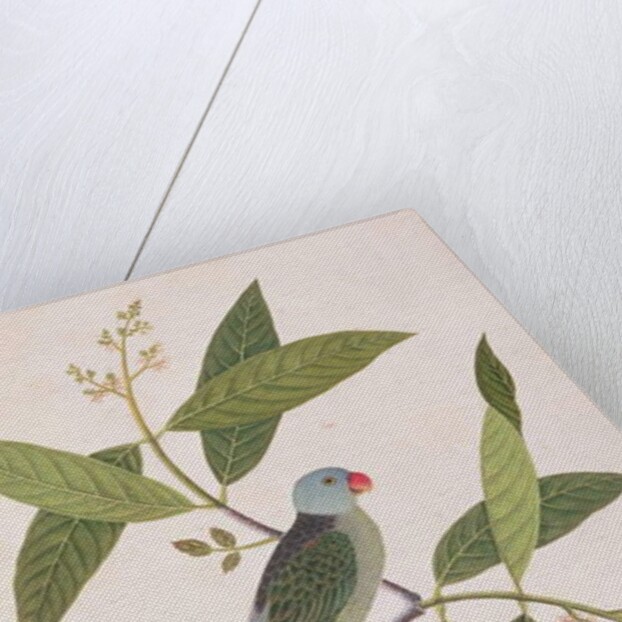 Parakeet by School Chinese