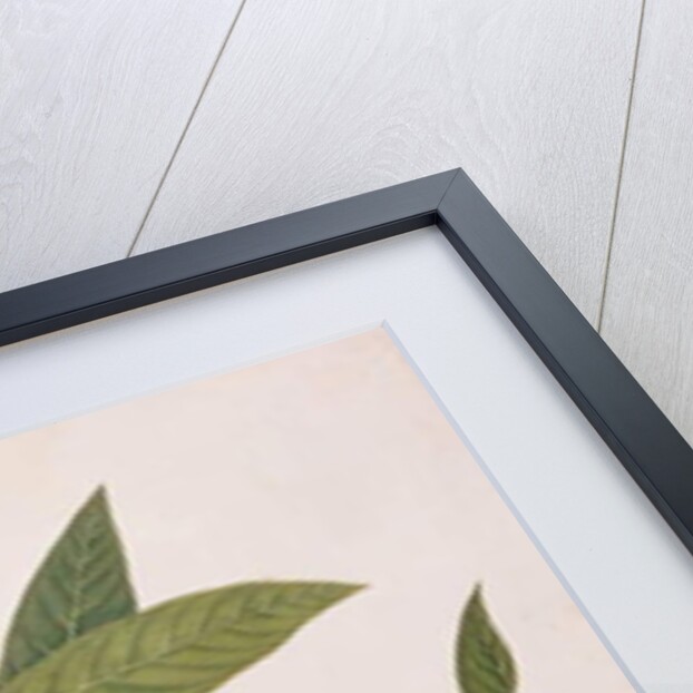 Parakeet by School Chinese