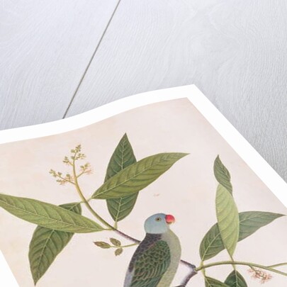 Parakeet by School Chinese