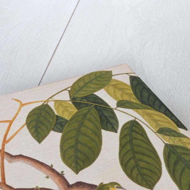 Oriental White-eye by School Chinese