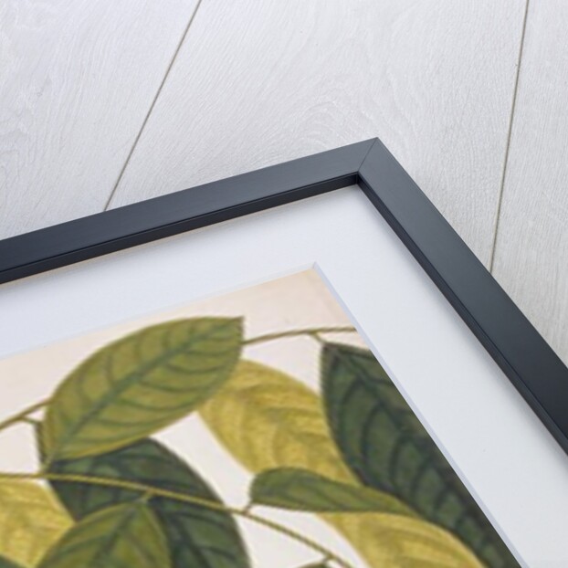 Oriental White-eye by School Chinese