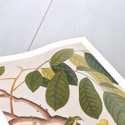 Oriental White-eye by School Chinese