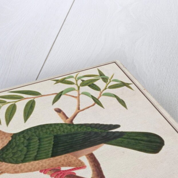 Green Imperial Pigeon by School Chinese