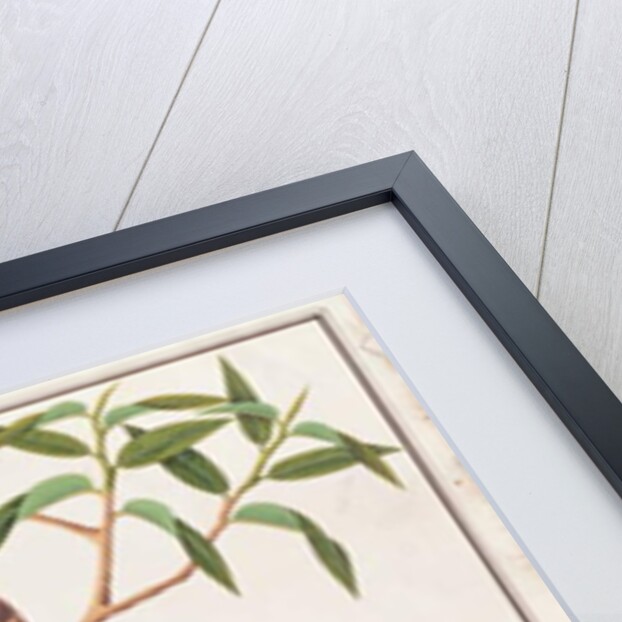 Green Imperial Pigeon by School Chinese