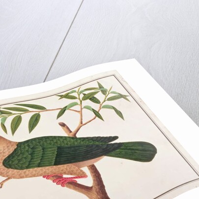 Green Imperial Pigeon by School Chinese