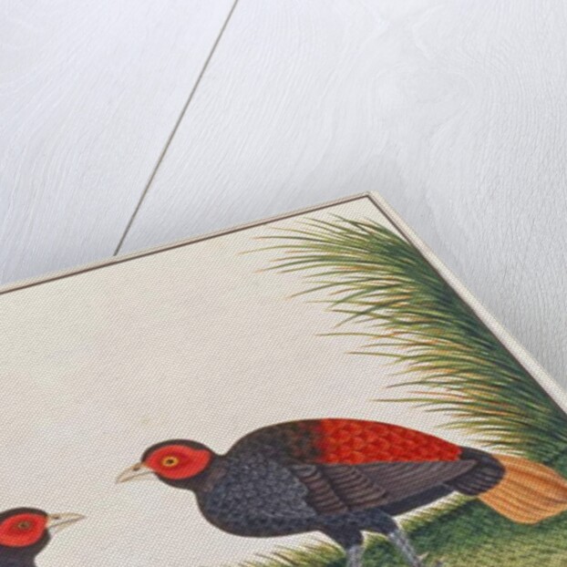 Crestless Fireback by School Chinese