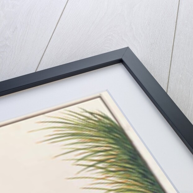 Crestless Fireback by School Chinese