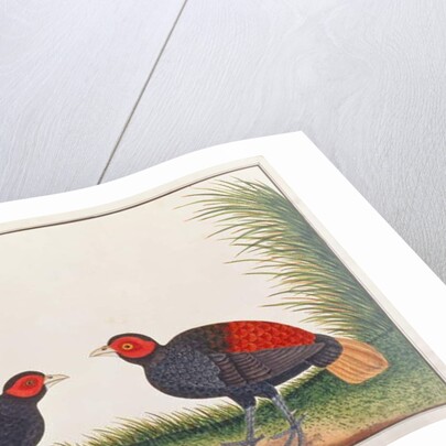 Crestless Fireback by School Chinese