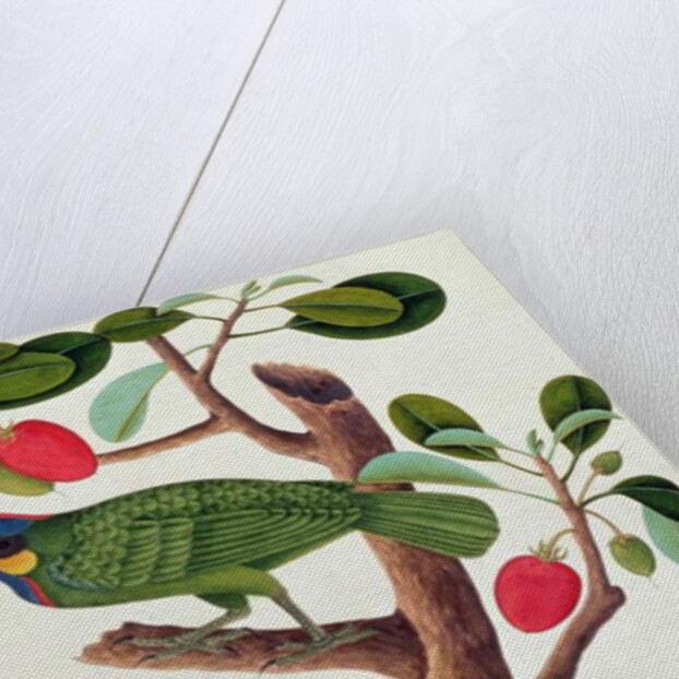 Exotic Bird by School Chinese