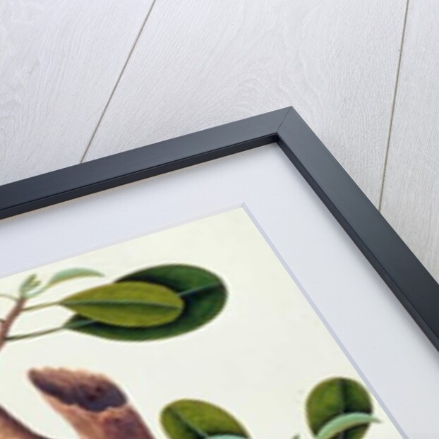 Exotic Bird by School Chinese