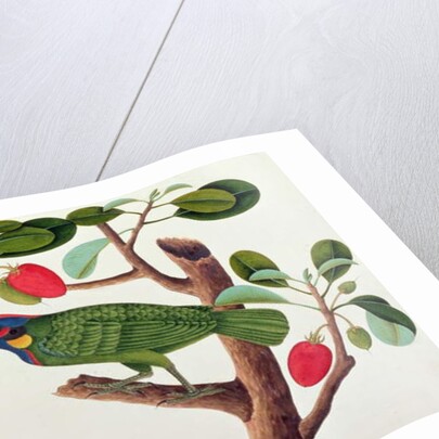 Exotic Bird by School Chinese