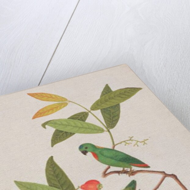 Blue-crowned Hanging Parrot by School Chinese