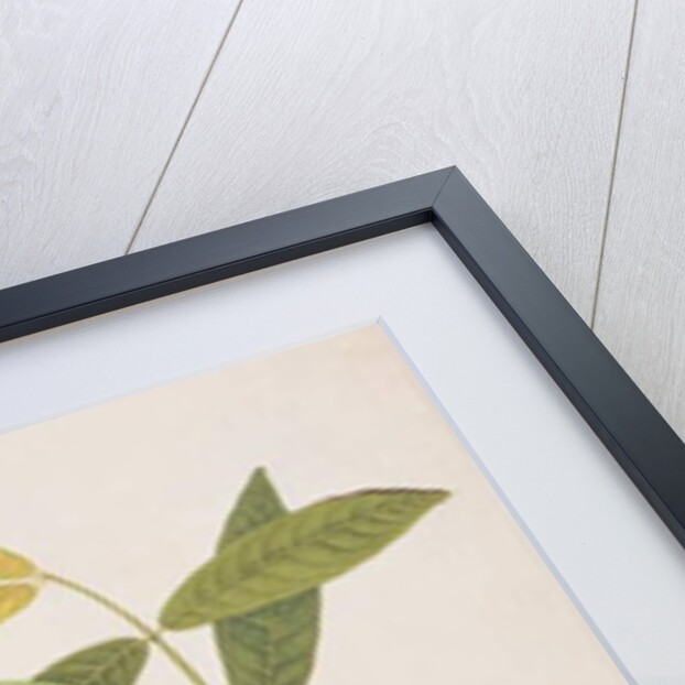 Blue-crowned Hanging Parrot by School Chinese