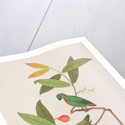 Blue-crowned Hanging Parrot by School Chinese