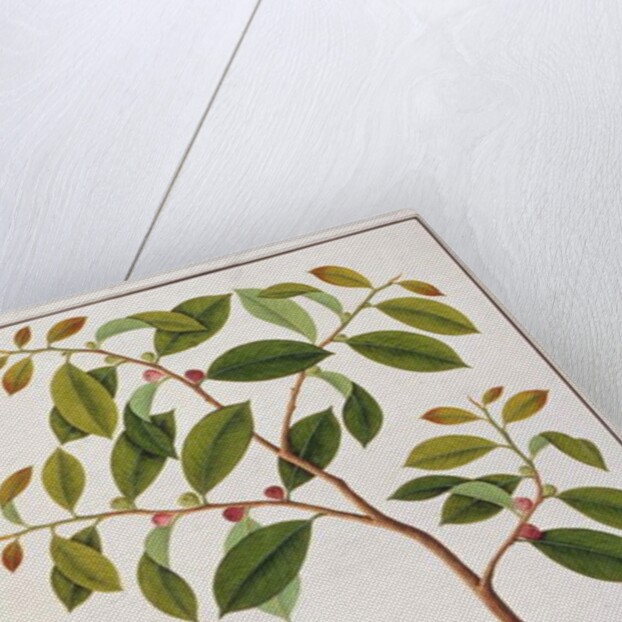 Large Woodshrike by School Chinese