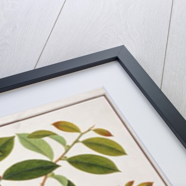 Large Woodshrike by School Chinese