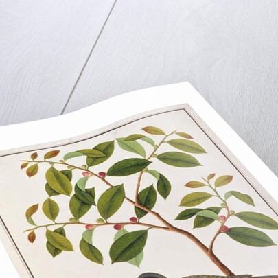 Large Woodshrike by School Chinese