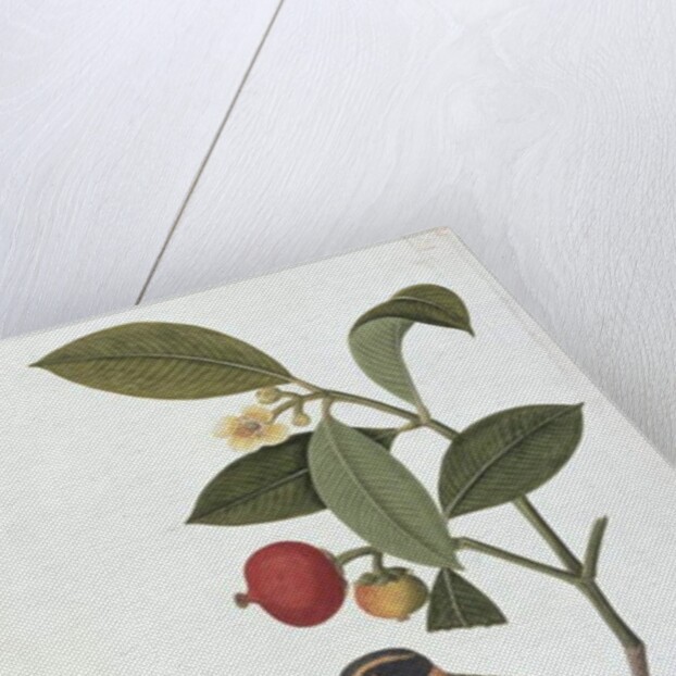 Garcinia celebica, Mangies ootan, Bourong Mentooah Plandoka by School Chinese