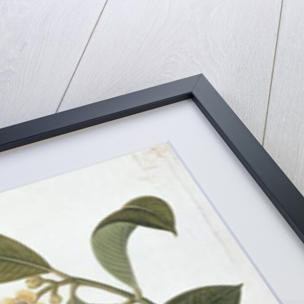 Garcinia celebica, Mangies ootan, Bourong Mentooah Plandoka by School Chinese