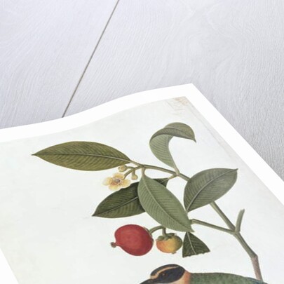 Garcinia celebica, Mangies ootan, Bourong Mentooah Plandoka by School Chinese