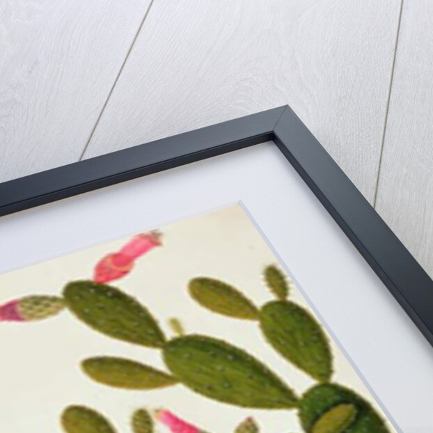 Liedah Badah, Cardasse Cochenille by School Chinese