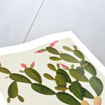 Liedah Badah, Cardasse Cochenille by School Chinese