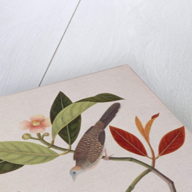 Zebra Dove by School Chinese