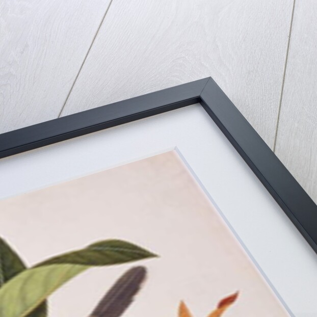 Zebra Dove by School Chinese