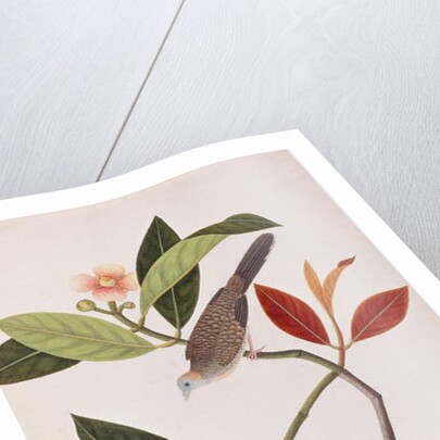 Zebra Dove by School Chinese