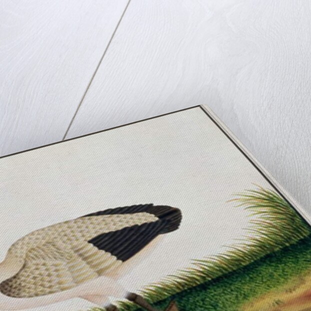 Pelican, Boorong Java by School Chinese