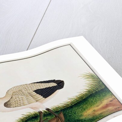 Pelican, Boorong Java by School Chinese