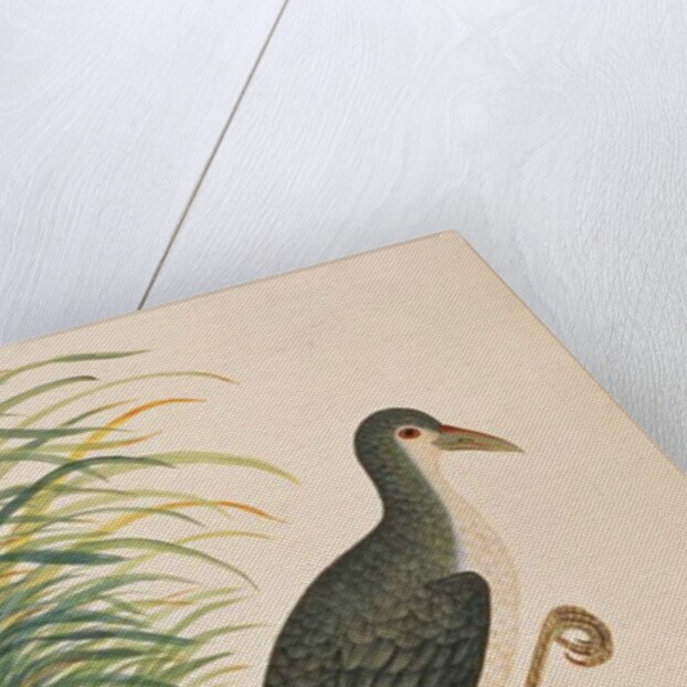 White-breasted Waterhen by School Chinese