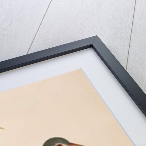 White-breasted Waterhen by School Chinese