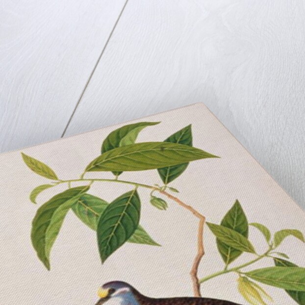 Custard Apple, Poke Nona Caprie with Boorong Pooney Sieole by School Chinese