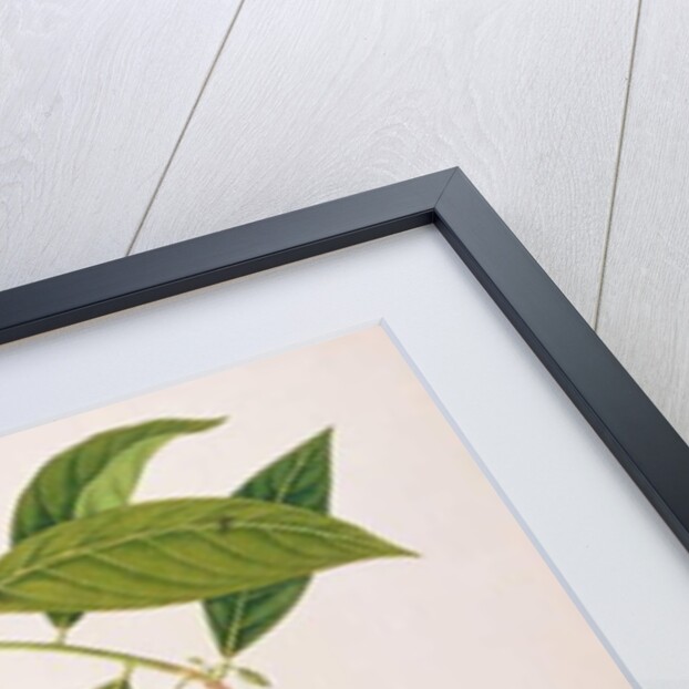 Custard Apple, Poke Nona Caprie with Boorong Pooney Sieole by School Chinese