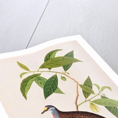 Custard Apple, Poke Nona Caprie with Boorong Pooney Sieole by School Chinese