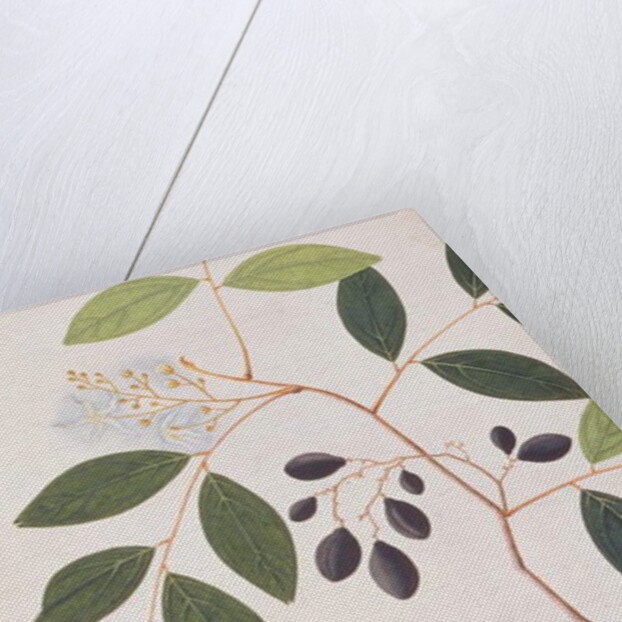 Greater Coucal by School Chinese