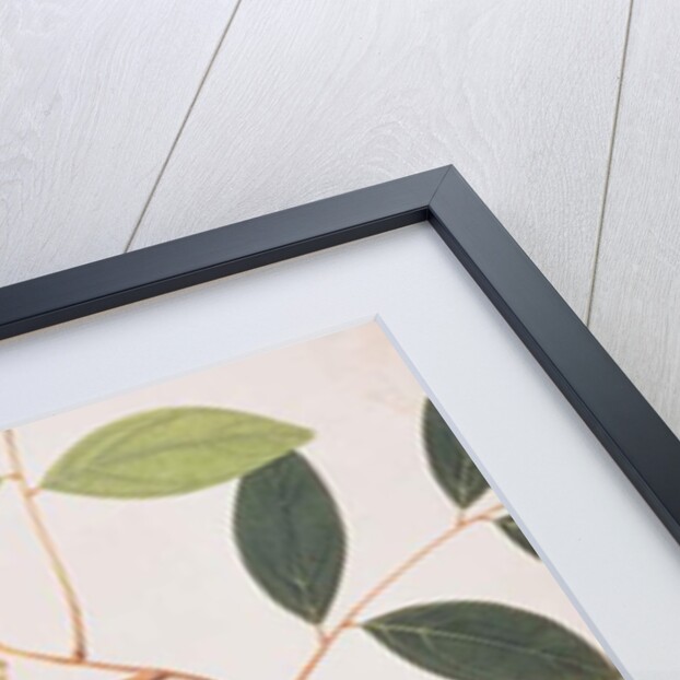 Greater Coucal by School Chinese