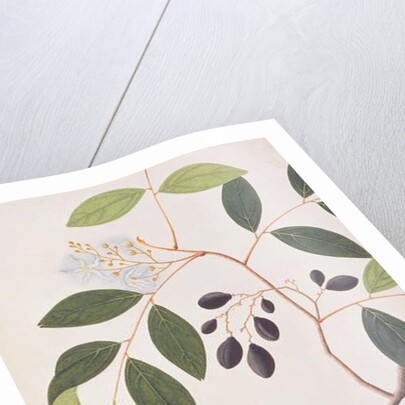 Greater Coucal by School Chinese