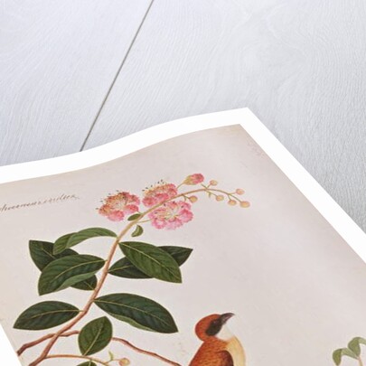 Brown Shrike by School Chinese