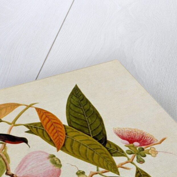 Jamboo, Boll and Humming Bird by School Chinese