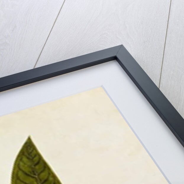 Jamboo, Boll and Humming Bird by School Chinese