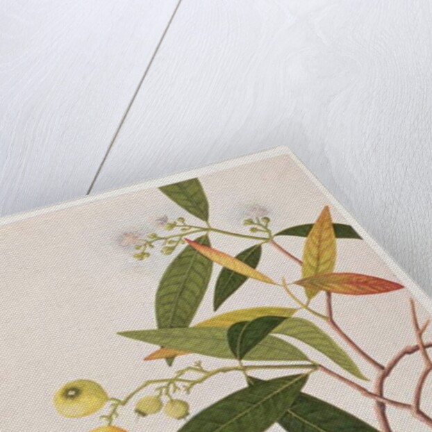 Hill Myna by School Chinese