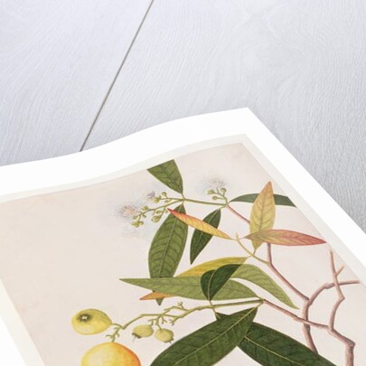 Hill Myna by School Chinese