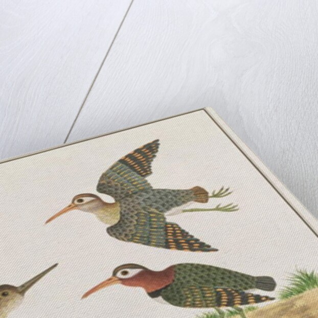 Greater Painted-snipe by School Chinese