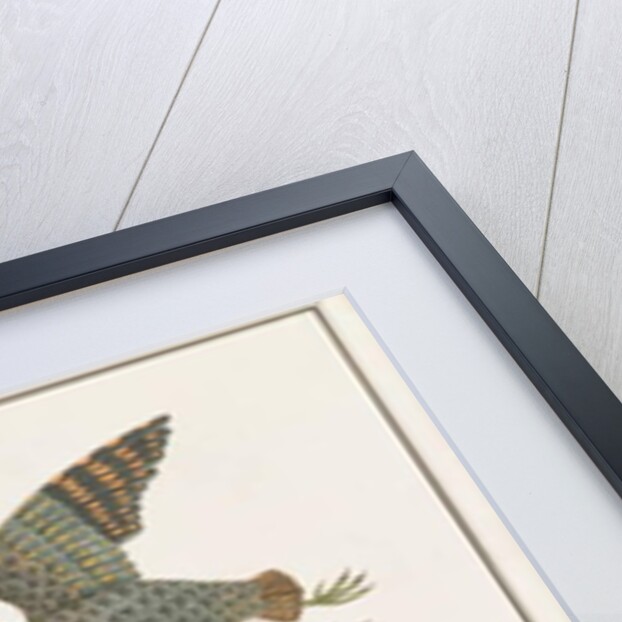 Greater Painted-snipe by School Chinese