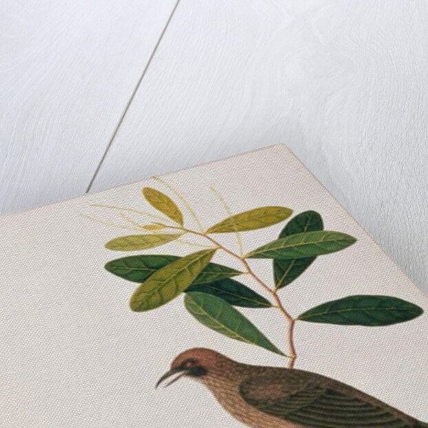 Bua Sambey, Boorong Baroo Baroo by School Chinese