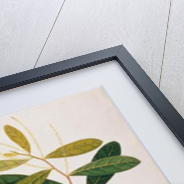 Bua Sambey, Boorong Baroo Baroo by School Chinese