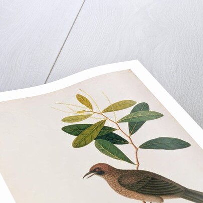 Bua Sambey, Boorong Baroo Baroo by School Chinese