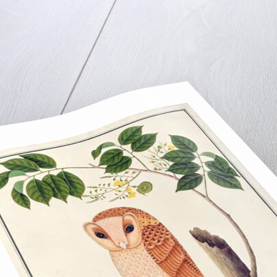 Owl, Boorong antoo by School Chinese